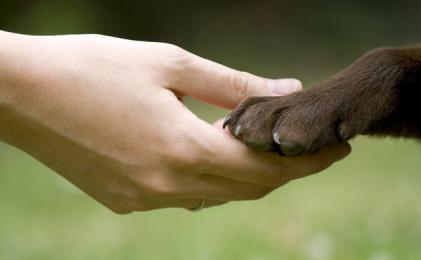 La Comisión de Derecho Animal reclama que la nueva Ley estatal de Protección Animal no excluya los perros de caza