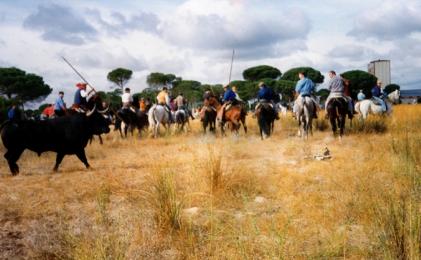 Comissions de Protecció Drets dels Animals de l´ICAB i dels Col·legis d´Advocats de Madrid, Girona, Tarragona, Terrassa, Sabadell i Mataró  demanen que se suprimeixi el torneig del Toro de la Vega